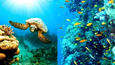 Die Schönheit des Roten Meeres im Badeort Marsa Alam