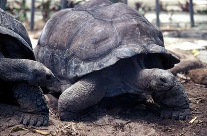 Aldabra-Riesenschildkröten auf den Seychellen