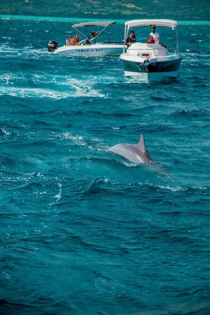 Delfine vor der Küste von Mauritius