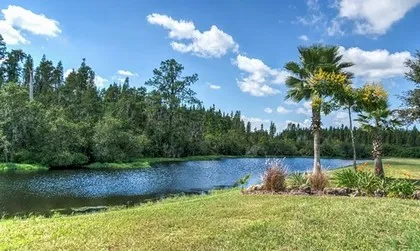 Wald in Florida, USA
