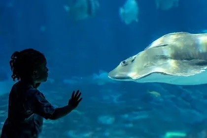 Riesen im Georgia Aquarium