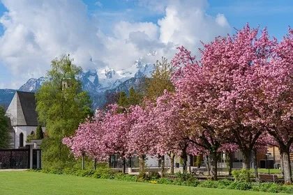 Hanami in verschiedenen Ländern