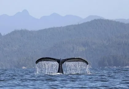 Buckelwal in Island