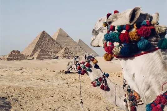Pyramiden von Gizeh und Kamele in der Wüste