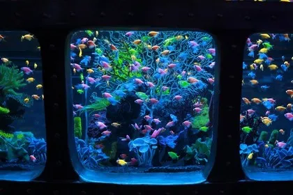 Ungewöhnliches Datum im Ozeanarium